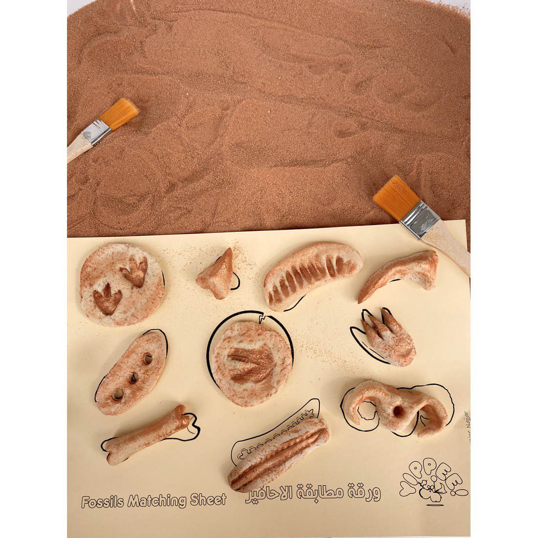 Yippee Dinosaur Fossils Kit - Image 2